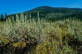 18 Medicinal Health Benefits Of Artemisia tridentata (Big Sagebrush)