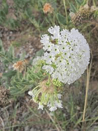 15 Medicinal Health Benefits Of Abronia fragrans (Fragrant Sand Verbena)