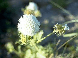 15 Medicinal Health Benefits Of Abronia fragrans (Fragrant Sand Verbena)