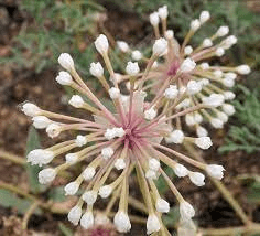 15 Medicinal Health Benefits Of Abronia fragrans (Fragrant Sand Verbena)