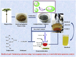 PawPaw/Papaya Sepals: Economic Importance, Uses, and By-Products