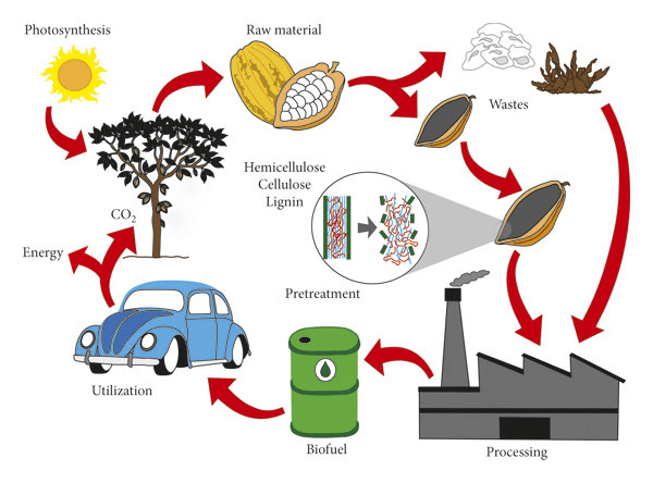 The Cocoa/Cacao Pistils: Economic Importance, Uses, and By-Products