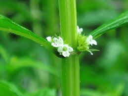 17 Medicinal Health Benefits Of Lycopus lucidus (Shining Bugleweed)