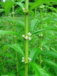 17 Medicinal Health Benefits Of Lycopus lucidus (Shining Bugleweed)