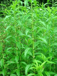 17 Medicinal Health Benefits Of Lycopus lucidus (Shining Bugleweed)