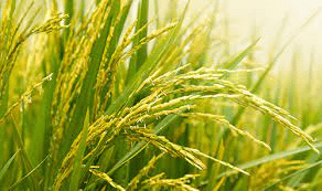 The Rice Ovary: Economic Importance, Uses, and By-Products The Rice Ovary: Economic Importance, Uses, and By-Products