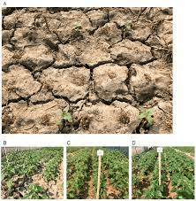 The Rice Internodes: Economic Importance, Uses, and By-Products The Rice Internodes: Economic Importance, Uses, and By-Products