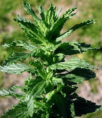 17 Medicinal Health Benefits Of Nekemias grossedentata (Toothed Glandweed) 17 Medicinal Health Benefits Of Nekemias grossedentata (Toothed Glandweed)