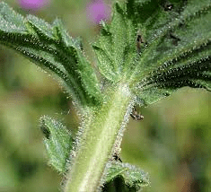 17 Medicinal Health Benefits Of Nekemias grossedentata (Toothed Glandweed) 17 Medicinal Health Benefits Of Nekemias grossedentata (Toothed Glandweed)