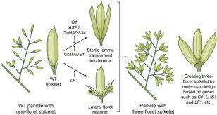 The Rice Floret: Economic Importance, Uses, and By-Products The Rice Floret: Economic Importance, Uses, and By-Products
