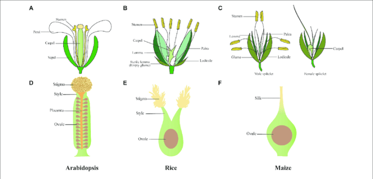 The Rice Floret: Economic Importance, Uses, and By-Products - Agric4Profits