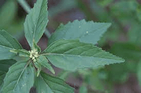 17 Medicinal Health Benefits Of Nekemias grossedentata (Toothed Glandweed) 17 Medicinal Health Benefits Of Nekemias grossedentata (Toothed Glandweed)