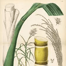 The Sugarcane Stigma: Economic Importance, Uses, and By-Products