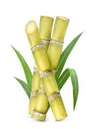 The Sugarcane Seeds: Economic Importance, Uses, and By-Products