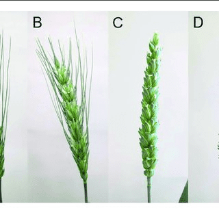 The Wheat Filament: Economic Importance, Uses, and By-Products