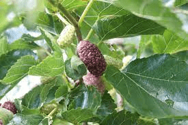 17 Medicinal Health Benefits Of Morus alba (White Mulberry)