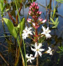 17 Medicinal Health Benefits Of Menyanthes (Bogbean) 17 Medicinal Health Benefits Of Menyanthes (Bogbean)
