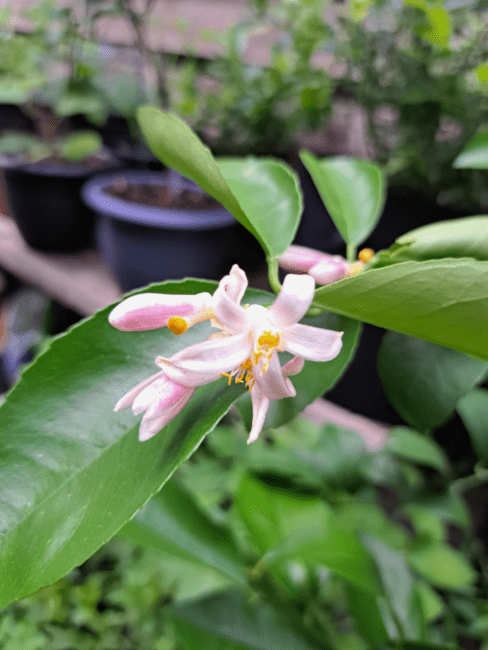 The Tangerine and Mandarin Pistil Stigma: Economic Importance, Uses, and By-Products
