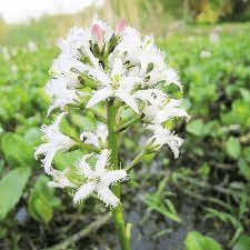 17 Medicinal Health Benefits Of Menyanthes (Bogbean) 17 Medicinal Health Benefits Of Menyanthes (Bogbean)