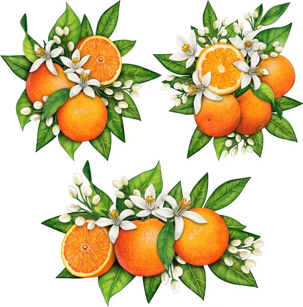 The Tangerine and Mandarin Style: Economic Importance, Uses, and By-Products The Tangerine and Mandarin Style: Economic Importance, Uses, and By-Products