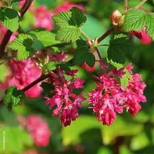 The Currant Ovary: Economic Importance, Uses, and By-Products