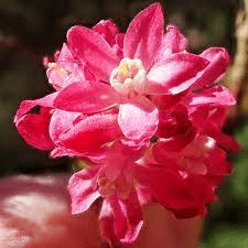 The Currant Ovary: Economic Importance, Uses, and By-Products The Currant Ovary: Economic Importance, Uses, and By-Products