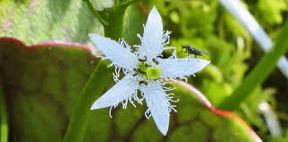 17 Medicinal Health Benefits Of Menyanthes (Bogbean) 17 Medicinal Health Benefits Of Menyanthes (Bogbean)
