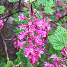 The Currant Style: Economic Importance, Uses, and By-Products The Currant Style: Economic Importance, Uses, and By-Products