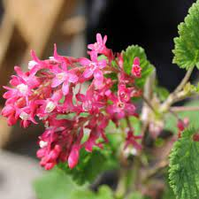The Currant Style: Economic Importance, Uses, and By-Products The Currant Style: Economic Importance, Uses, and By-Products