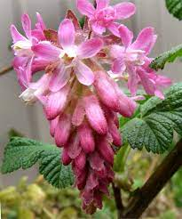 The Currant Style: Economic Importance, Uses, and By-Products The Currant Style: Economic Importance, Uses, and By-Products