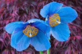 17 Medicinal Health Benefits Of Meconopsis horridula (Tibetan blue poppy) 17 Medicinal Health Benefits Of Meconopsis horridula (Tibetan blue poppy)
