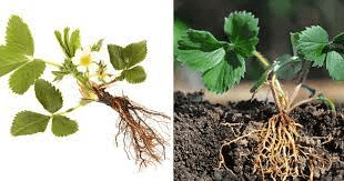 The Strawberry Adventitious Roots: Economic Importance, Uses, and By-Products