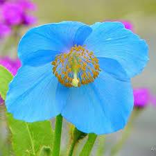 17 Medicinal Health Benefits Of Meconopsis horridula (Tibetan blue poppy) 17 Medicinal Health Benefits Of Meconopsis horridula (Tibetan blue poppy)