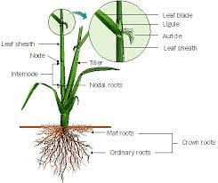 The Rice Nodes: Economic Importance, Uses, and By-Products