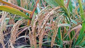 The Rice Nodes: Economic Importance, Uses, and By-Products