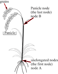 The Rice Nodes: Economic Importance, Uses, and By-Products