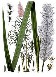The Sugarcane Stamen: Economic Importance, Uses, and By-Products