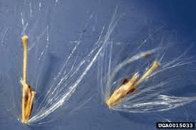 The Sugarcane Pistil: Economic Importance, Uses, and By-Products The Sugarcane Pistil: Economic Importance, Uses, and By-Products