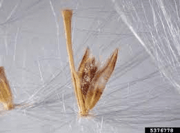The Sugarcane Pistil: Economic Importance, Uses, and By-Products The Sugarcane Pistil: Economic Importance, Uses, and By-Products
