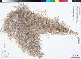 The Sugarcane Pistil: Economic Importance, Uses, and By-Products The Sugarcane Pistil: Economic Importance, Uses, and By-Products