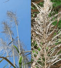 The Sugarcane Ovary: Economic Importance, Uses, and By-Products The Sugarcane Ovary: Economic Importance, Uses, and By-Products