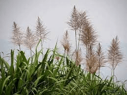 The Sugarcane Ovary: Economic Importance, Uses, and By-Products
