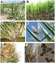 The Sugarcane Ovary: Economic Importance, Uses, and By-Products The Sugarcane Ovary: Economic Importance, Uses, and By-Products