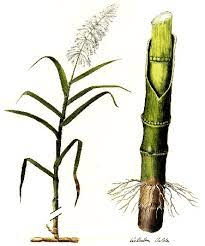The Sugarcane Ovary: Economic Importance, Uses, and By-Products The Sugarcane Ovary: Economic Importance, Uses, and By-Products