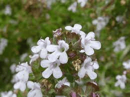 The Thyme Inflorescence: Economic Importance, Uses, and By-Products