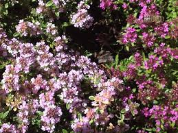 The Thyme Inflorescence: Economic Importance, Uses, and By-Products