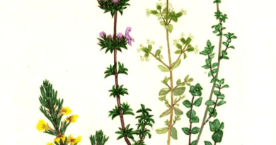 The Thyme Internodes: Economic Importance, Uses, and By-Products