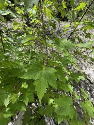 17 Medicinal Health Benefits Of Acer glabrum (Rocky Mountain maple)