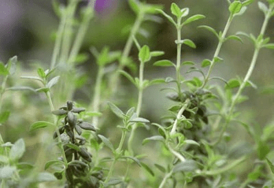 The Thyme Terminal Buds: Economic Importance, Uses, and By-Products