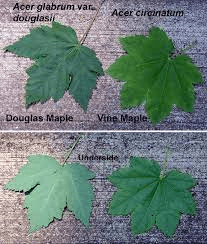 17 Medicinal Health Benefits Of Acer glabrum (Rocky Mountain maple)